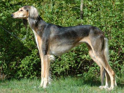 Tazillah Nafisa Nephrine